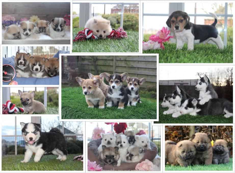 Optimisme reflecteren plastic Pups te koop - 100% Belgische pups - Bezoek bij de moeder