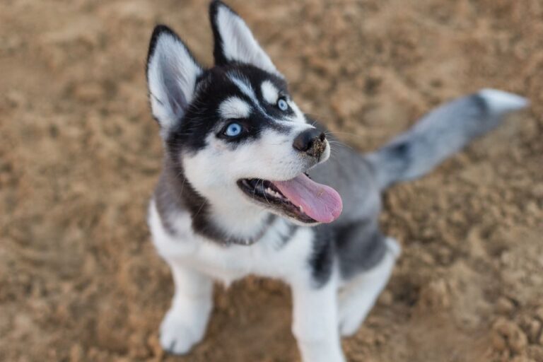 huskies en famille