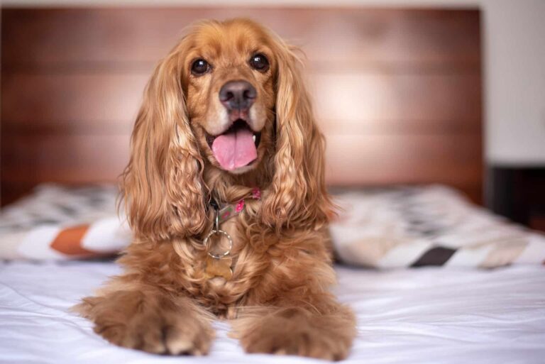 Cocker Spaniel alleine lassen