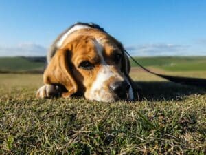 hond hydrateren bij warm weer