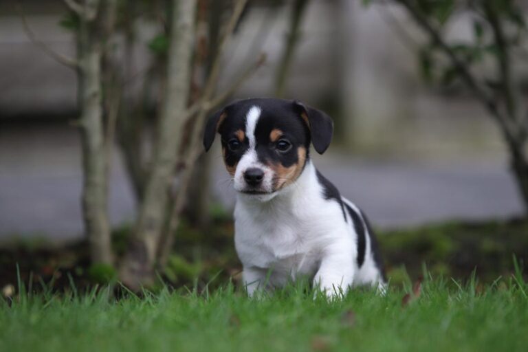 chiens de salon