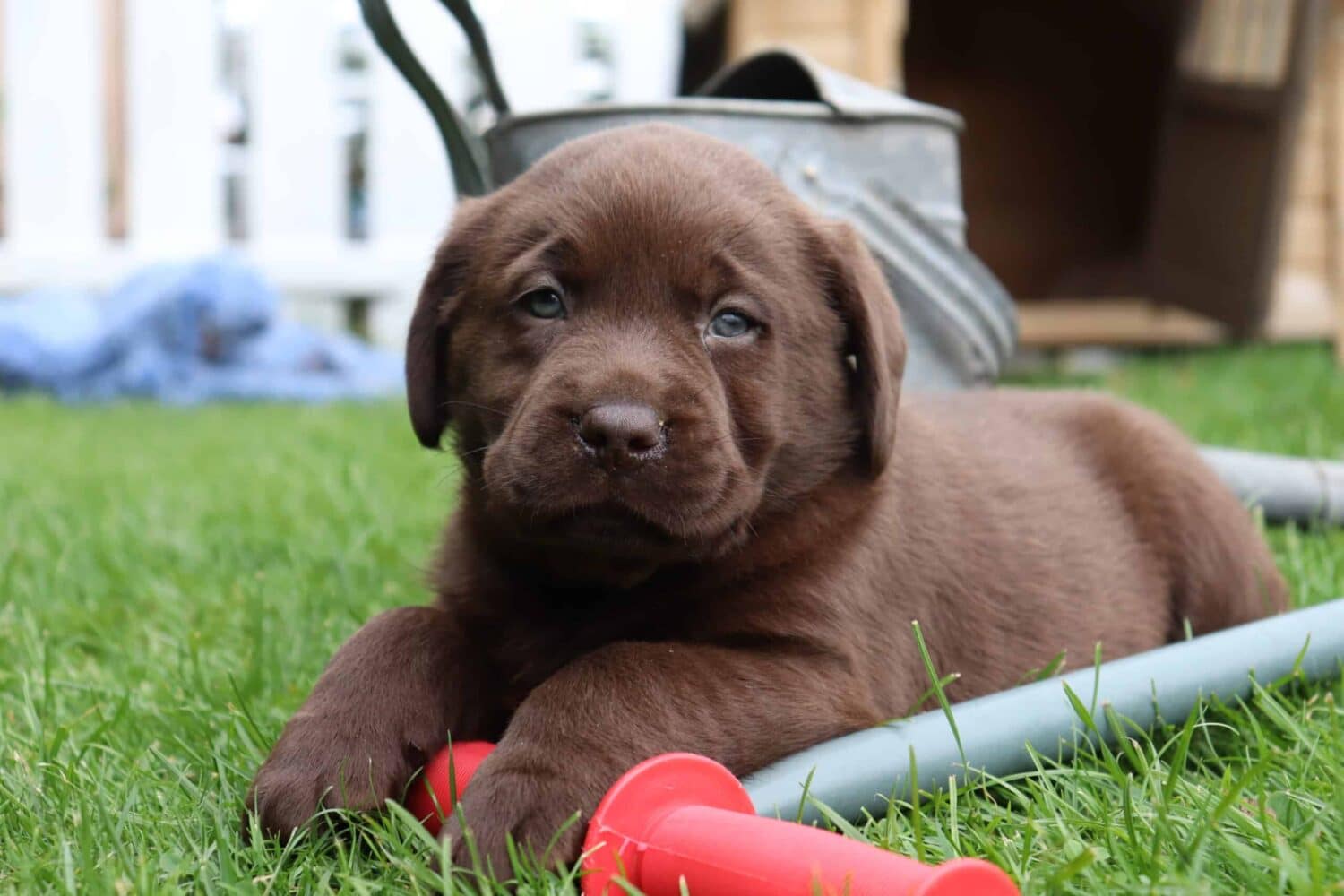 schoorsteen Zeeziekte voorstel Labrador Retriever pups te koop - Labrador Retriever kennel - Belgisch  fokker - - Woefkesranch
