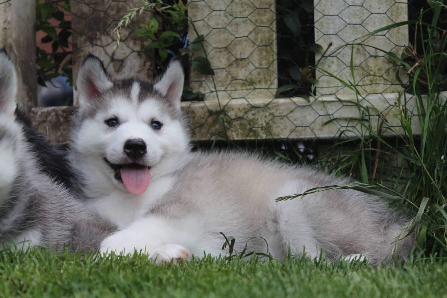 How to choose the Husky puppy? -