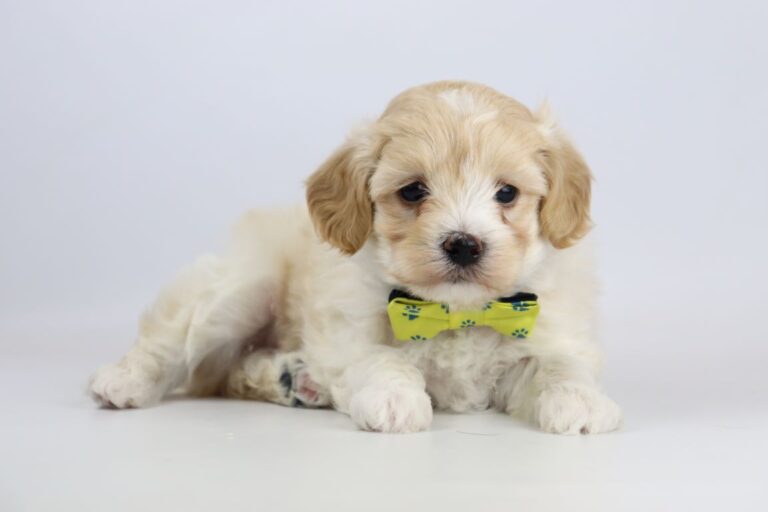 Maltipoo puppies Woefkesranch