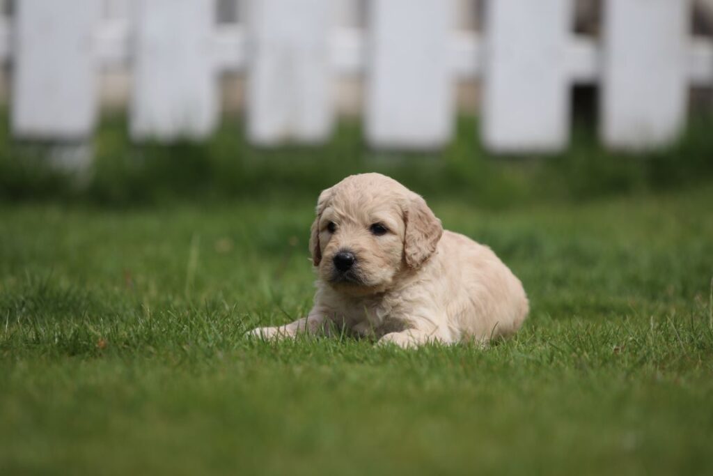 Een kleine, pluizige goldendoodle-puppy ligt op het gras voor een wit houten hek. De vacht van de puppy is licht goudkleurig en ziet er ontspannen en tevreden uit. De achtergrond is enigszins vervaagd, waardoor de goldendoodle als belangrijkste focus van de afbeelding wordt benadrukt.