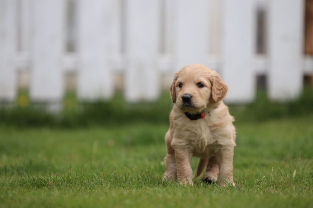 Een kleine goldendoodle-puppy staat op groen gras voor een witte houten schutting. De puppy heeft een lichtbruine vacht en kijkt nieuwsgierig uit.