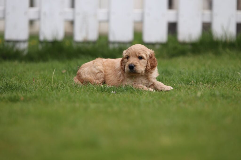 Een kleine, lichtbruine goldendoodle-puppy ligt op het gras voor een wit houten hek. De puppy lijkt ontspannen en kijkt opzij. De achtergrond is enigszins onscherp, waardoor de schattige goldendoodle op de voorgrond wordt benadrukt.