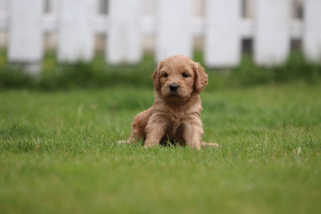 Een kleine, pluizige goldendoodle-puppy ligt op groen gras voor een witte houten schutting. De puppy kijkt rechtstreeks in de camera met een nieuwsgierige en rustige uitdrukking. De achtergrond is enigszins vervaagd, wat bijdraagt aan de charme van deze schattige goldendoodle-scène.