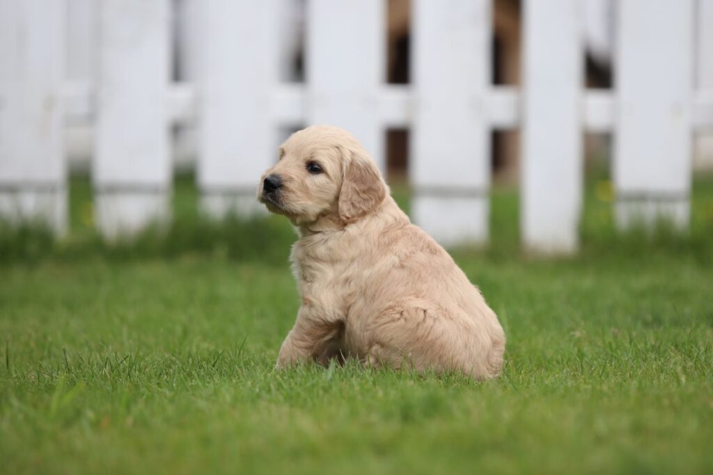 Een kleine, pluizige, goudkleurige goldendoodle-puppy zit op weelderig groen gras voor een wit houten hek. De goldendoodle kijkt opzij en ziet er vredig en tevreden uit.