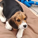 Beagle ervaringen