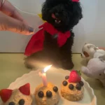 verjaardag Toy Poodle