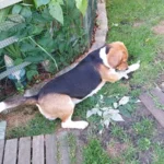 Winston beagle