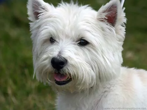 Westie pups zorg